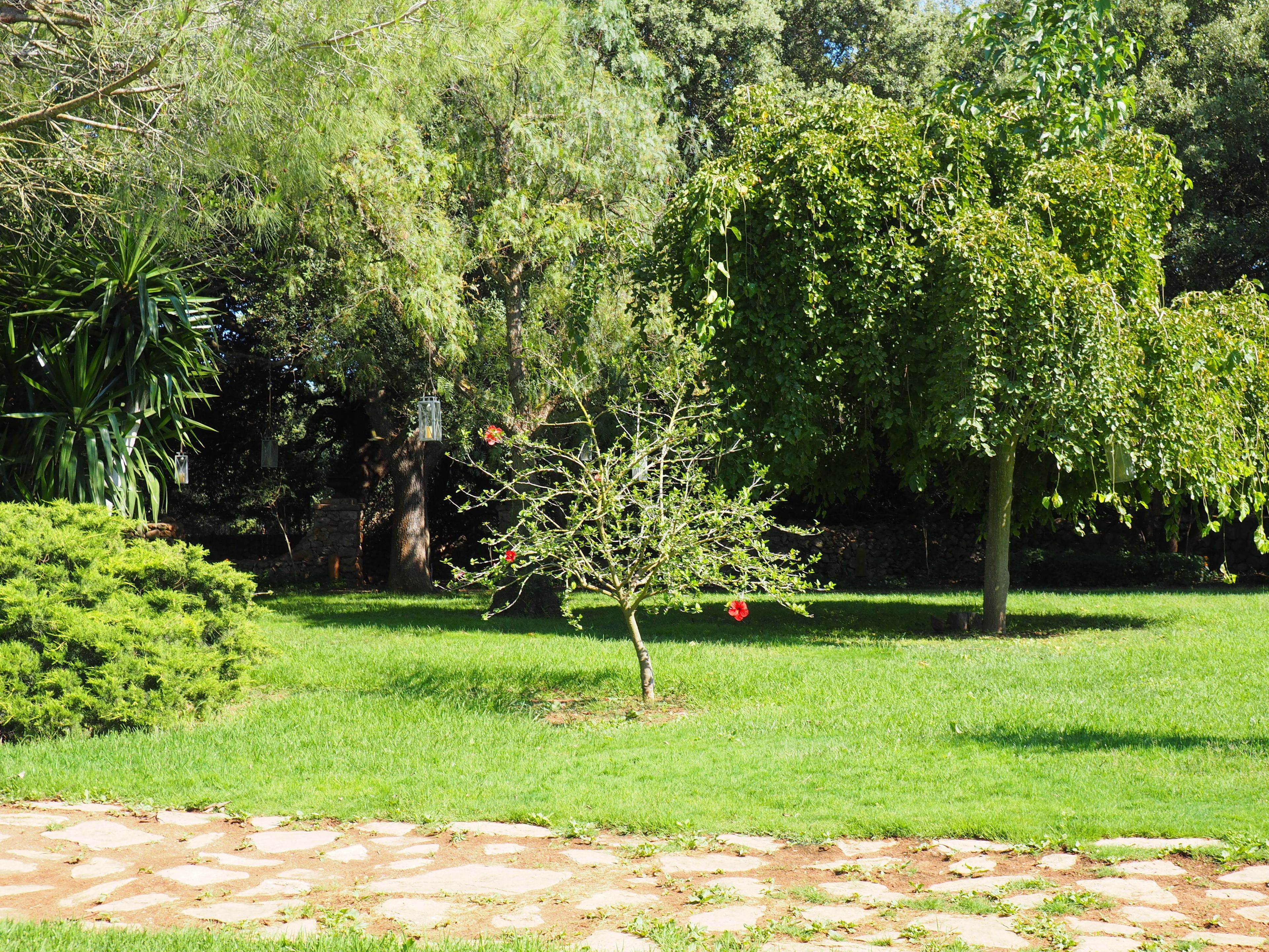 Un jardin avec un chemin de pierres, différents arbres et une petite plante à fleurs.