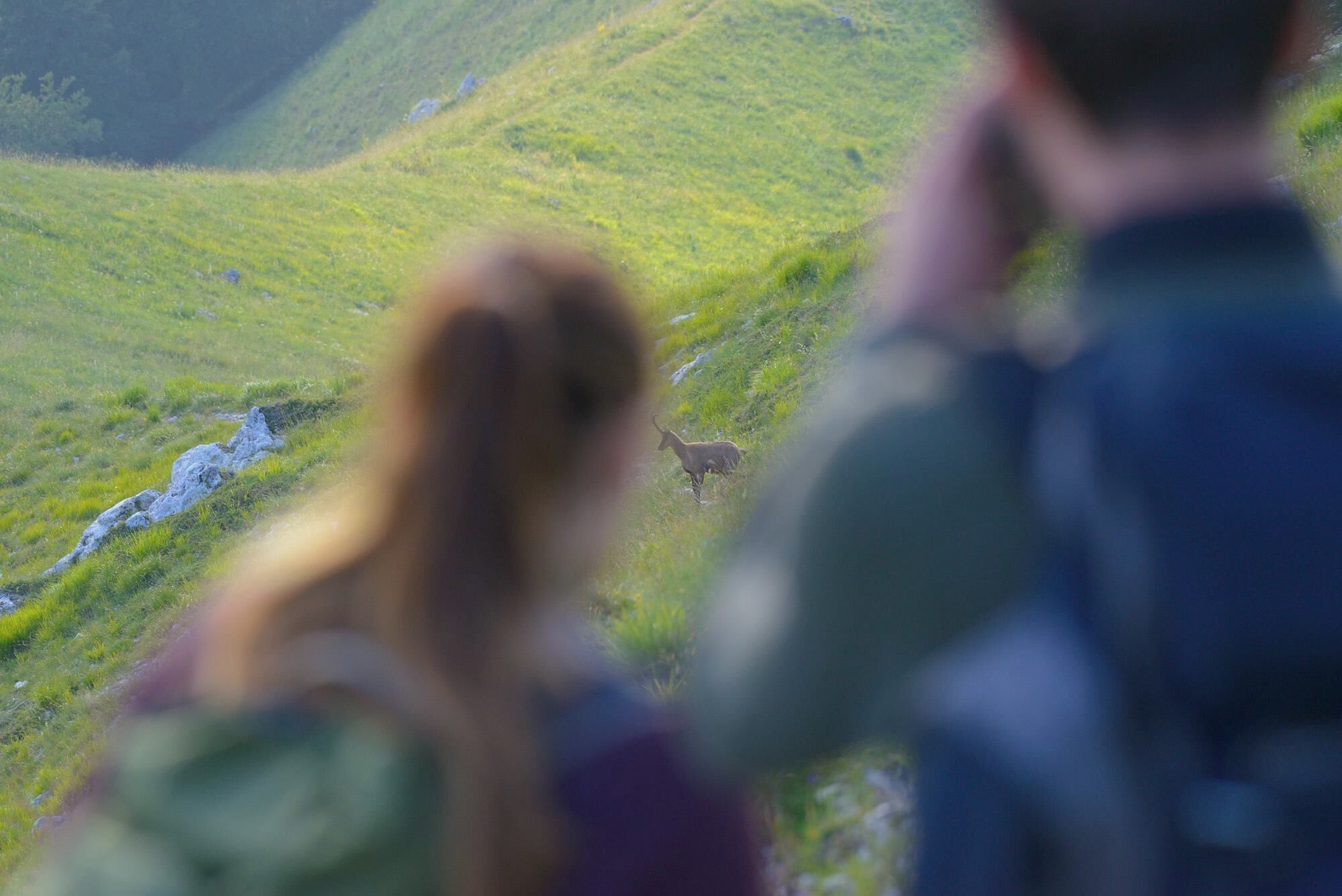 A person with a blurred face observing a deer in a grassy, hilly landscape.
