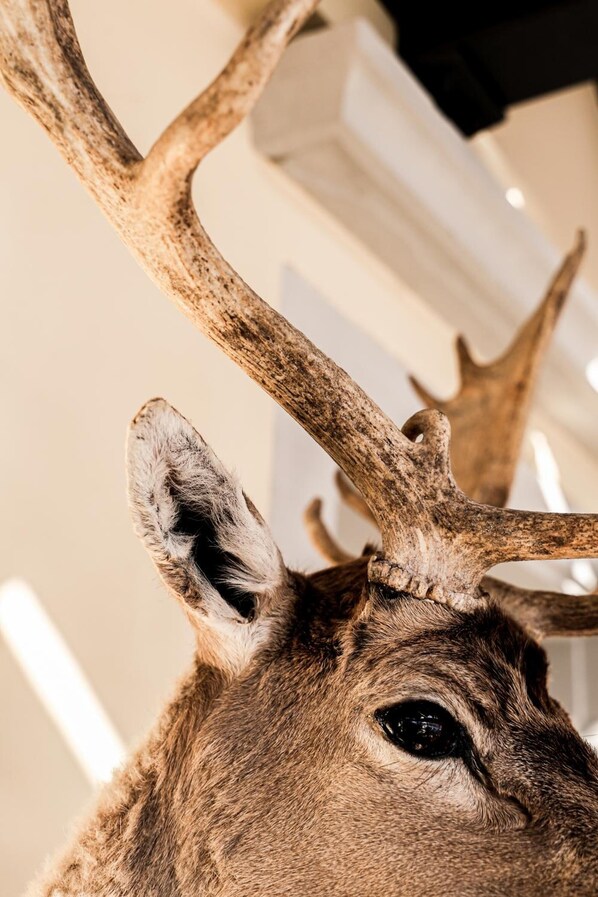 A deer head with large antlers.