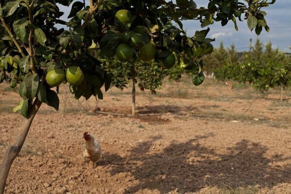 A tree with green fruits and a chicken walking in a dry, open field.