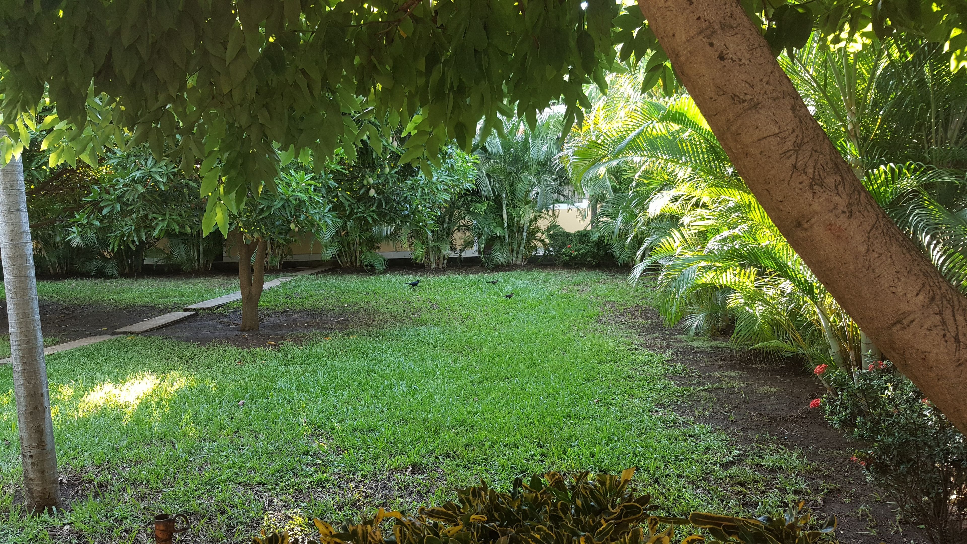 Um jardim bem cuidado com diversas plantas e um pequeno caminho.