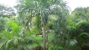 Un jardín exuberante con diversas plantas tropicales y una palmera central rodeada de flores rojas.