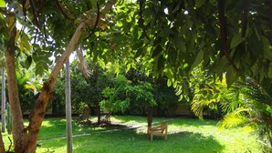 Un exuberante jardín con césped, dos sillas de madera y diversas árboles y arbustos.