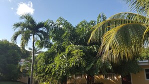 Un exuberante jardín con varios árboles, entre ellos palmeras, y un edificio de fachada amarilla.