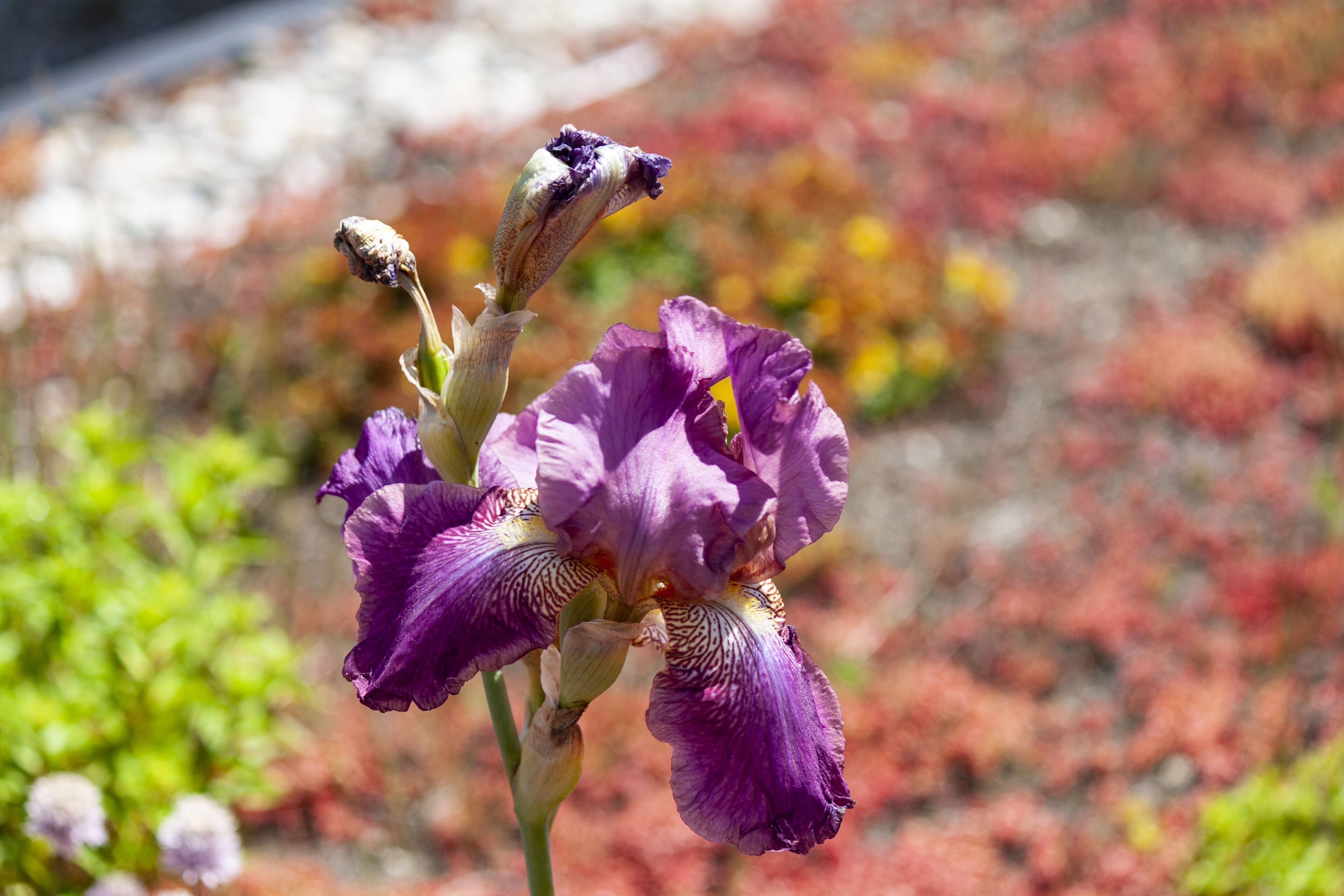 Eine violette Irisblüte vor unscharfem Hintergrund aus roten Blättern.