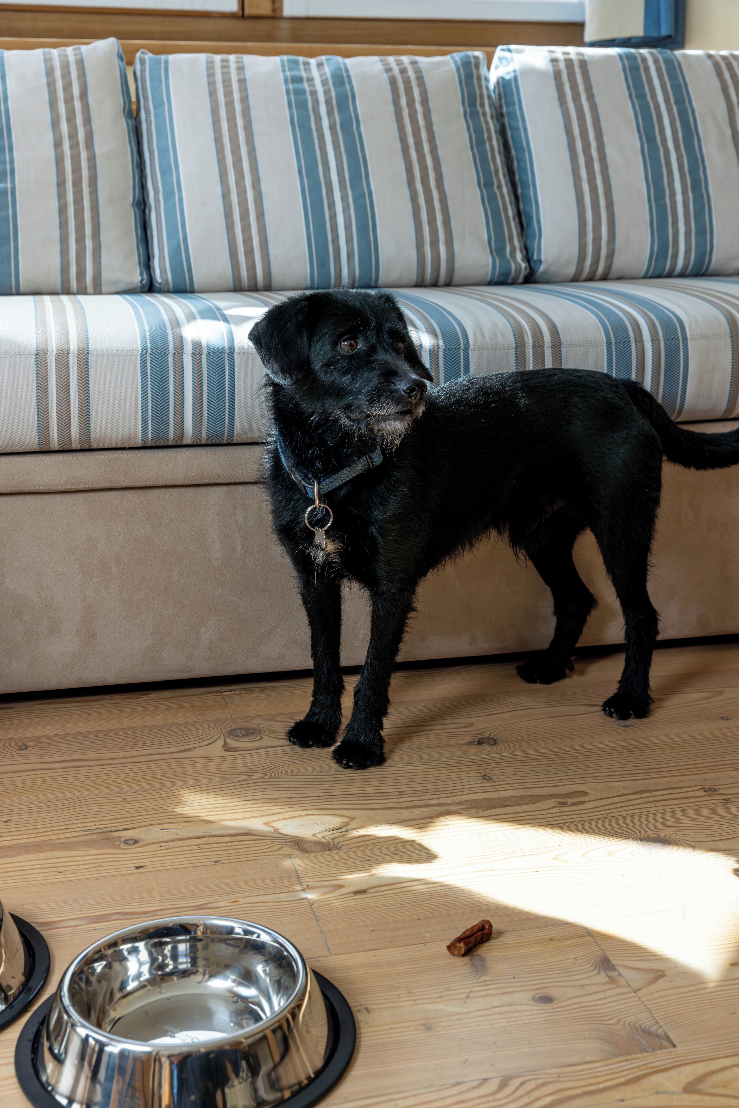 Ein schwarzer Hund steht auf einem Holzboden, in der Nähe eine Metallschüssel und ein Kauzeug.