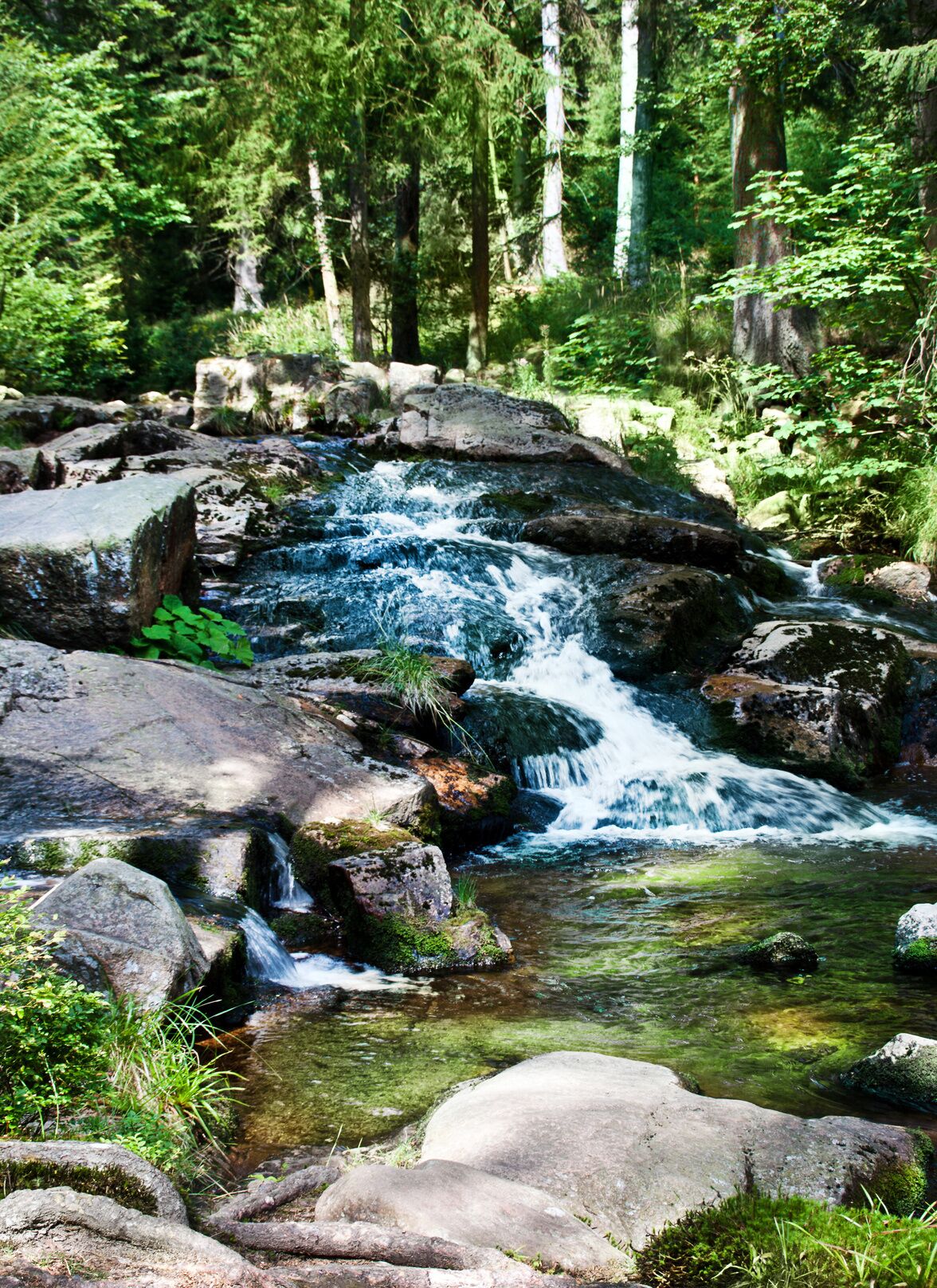 Entorno natural al aire libre con una pequeña cascada, rodeado de rocas y follaje.