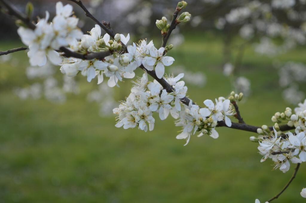 A close-up of a tree branch with white blossoms.
