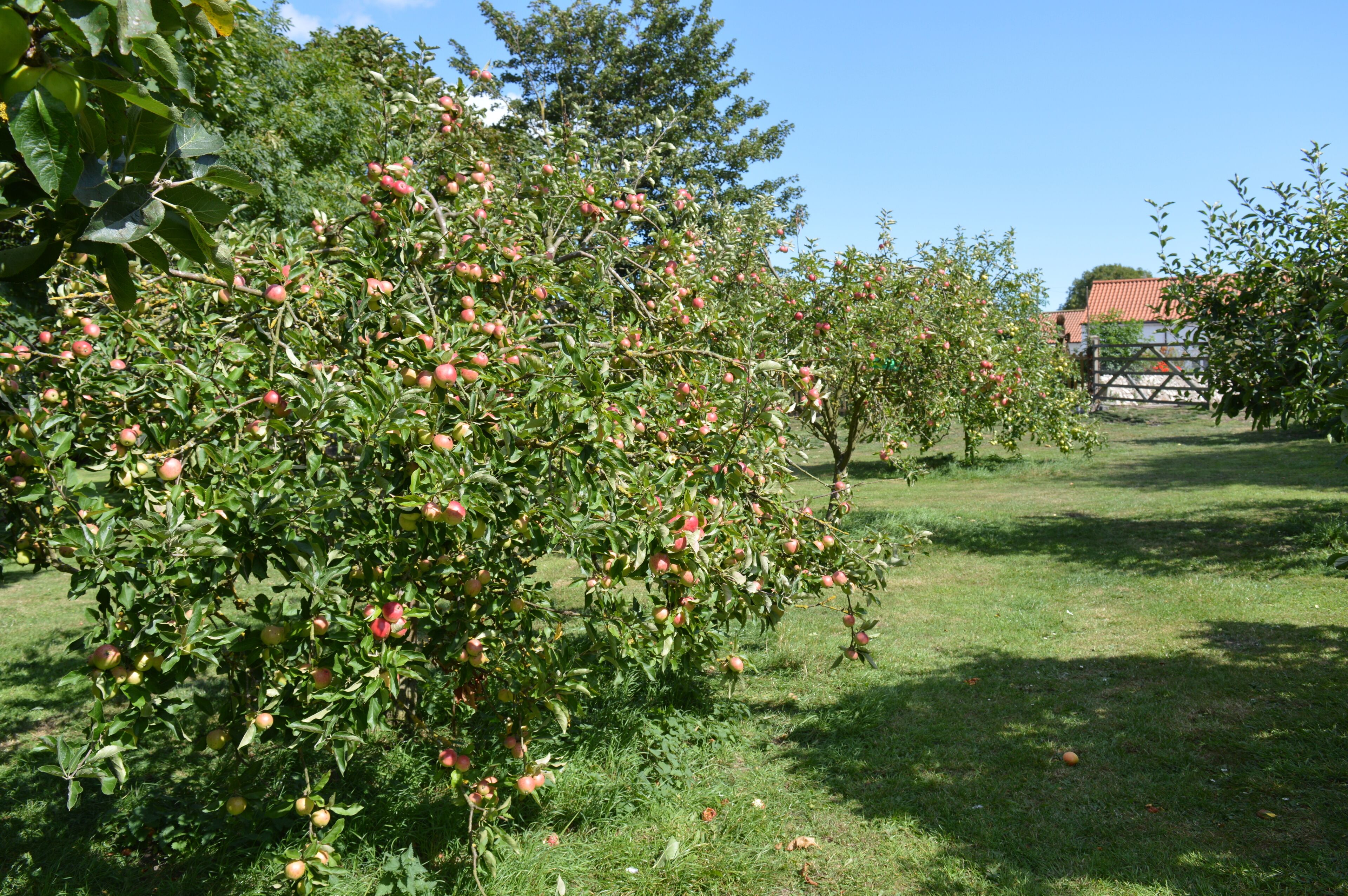 An orchard with apple trees bearing fruit.