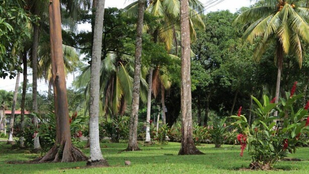 A lush garden with tall palm trees and various tropical plants. - Hospedaje Altamira (Florencia)