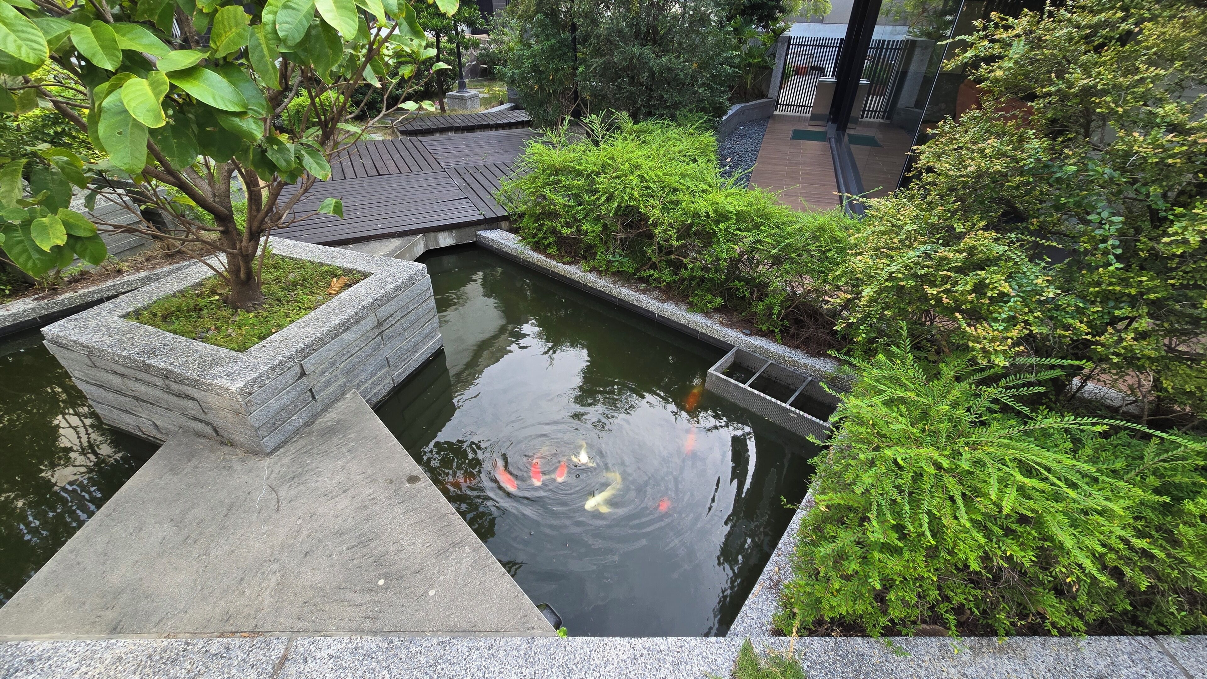 A koi pond surrounded by stone borders and lush greenery.