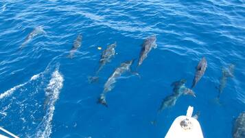 Outdoor pool, an infinity pool, pool umbrellas, sun loungers