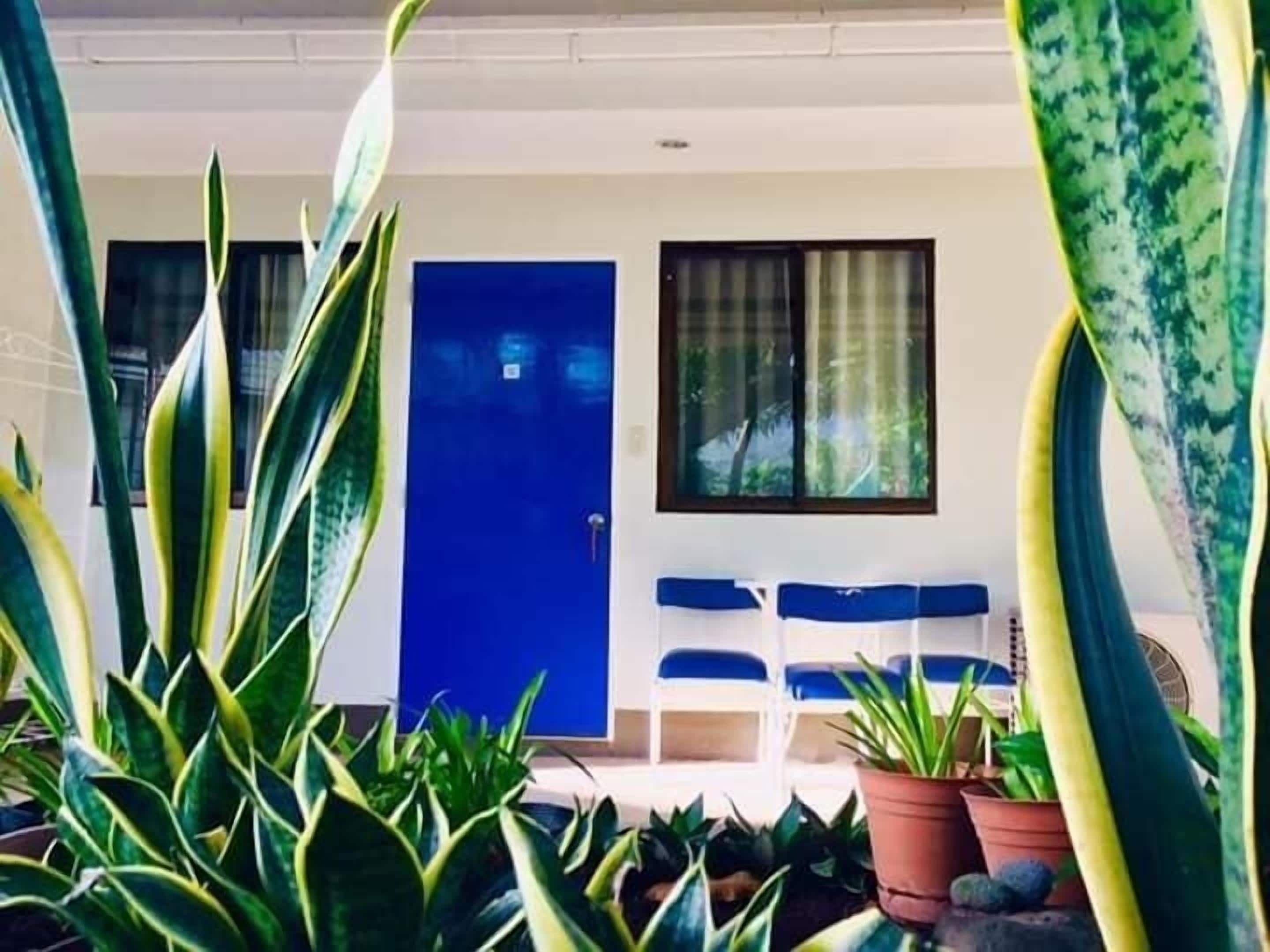 A room with a blue door, a window with curtains, and several potted plants.