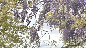 Une pelouse bien entretenue, avec un grand arbuste conique au premier plan, un arbre de glycine aux fleurs violettes et, au loin, une vue sur un bâtiment au toit rouge.
