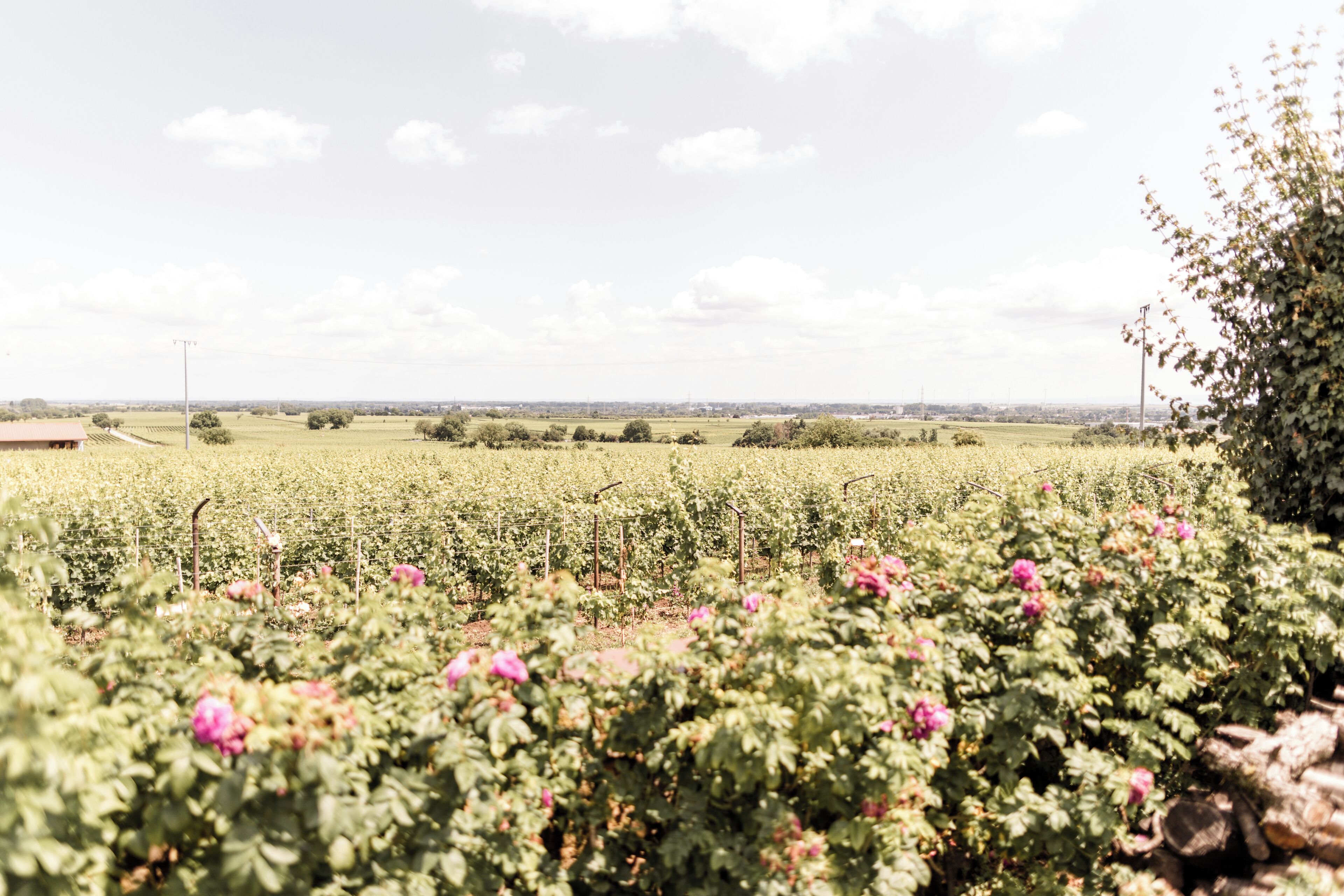 A vineyard with rows of grapevines and blooming flowers in the foreground.