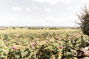 Land view from property - Gästehäuser Villa Delange (Landau in der Pfalz)