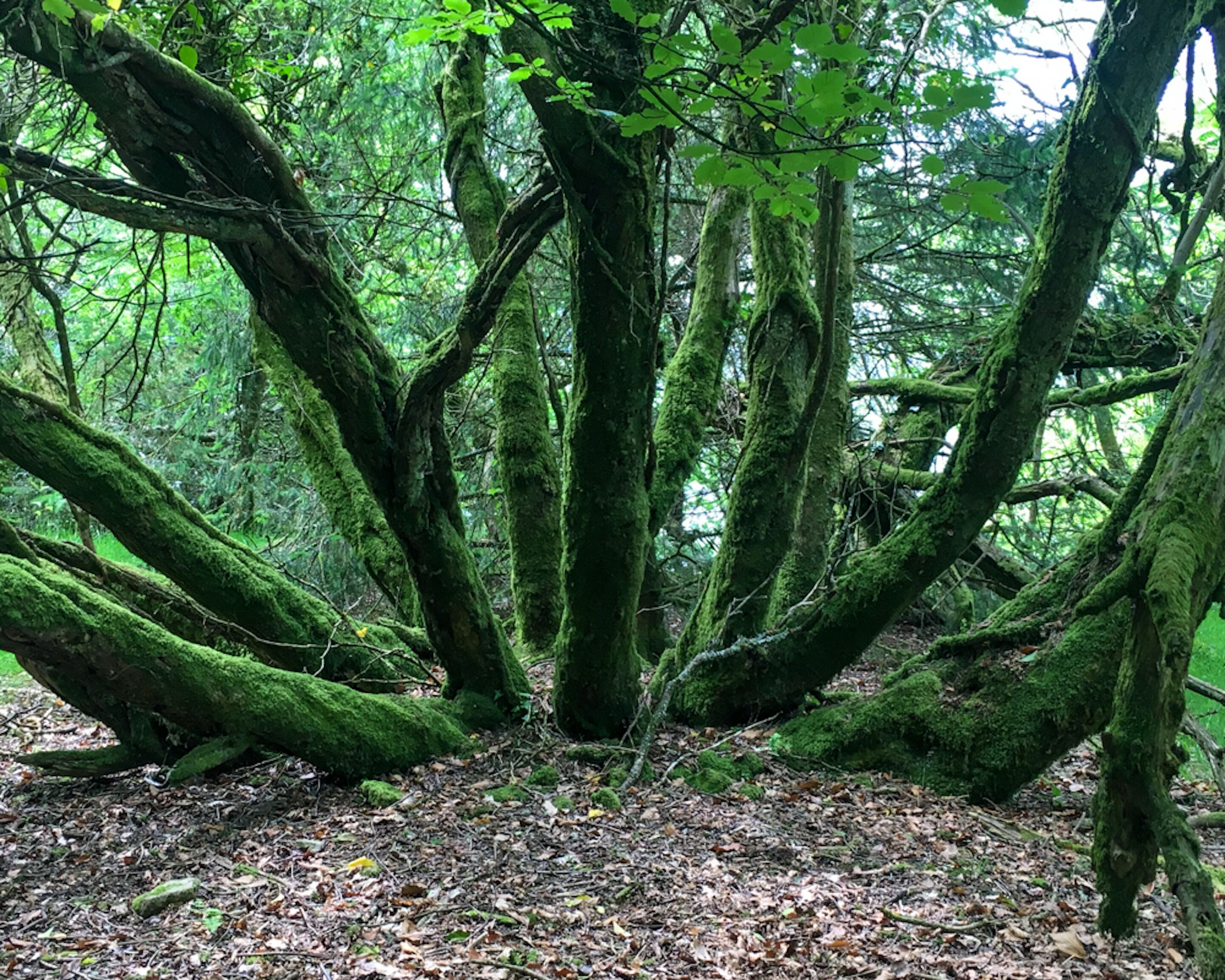 A forest with moss-covered trees and a ground covered in dry leaves.