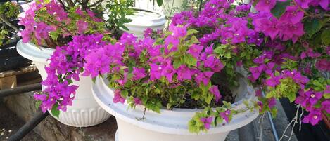 Una planta de buganvilla en maceta blanca con flores rosadas brillantes.