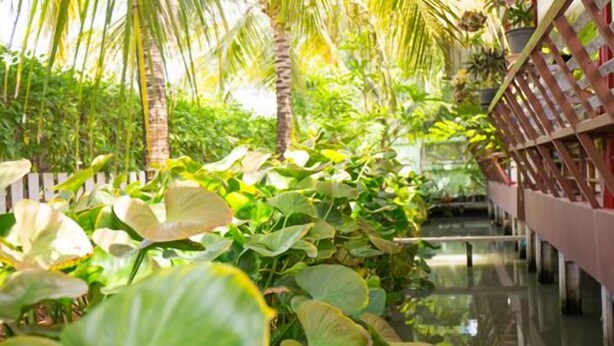 A water garden with lush greenery and a wooden deck.