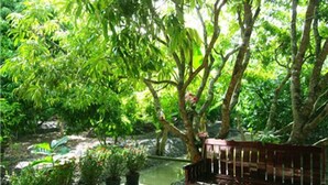 A wooden bench in a garden with potted plants and a pond.