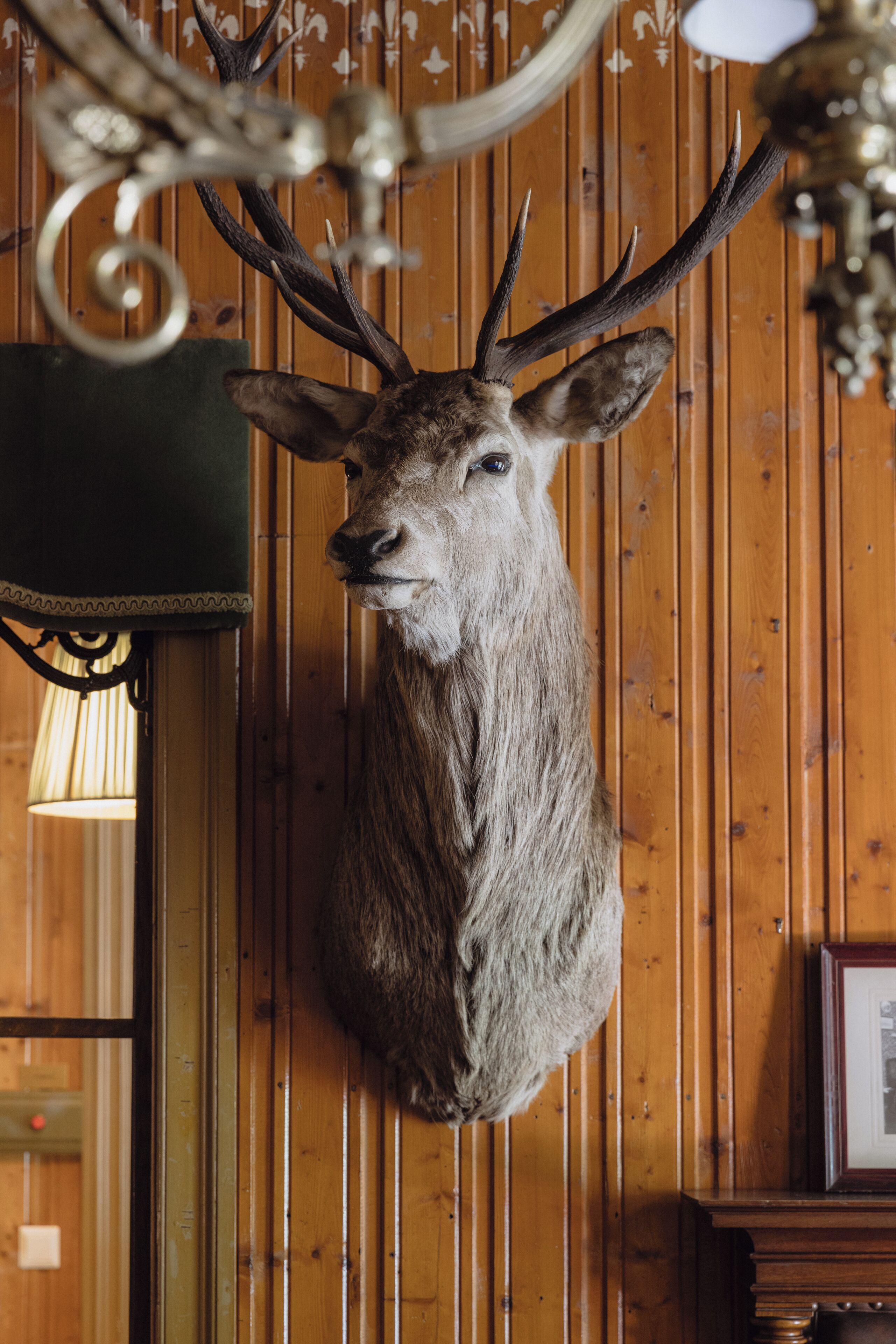 A mounted deer head on a wooden wall with vertical planks.