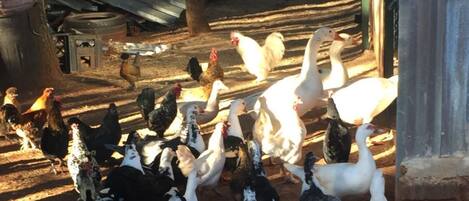 A group of chickens and geese in a pen with wooden beams and a dirt ground.