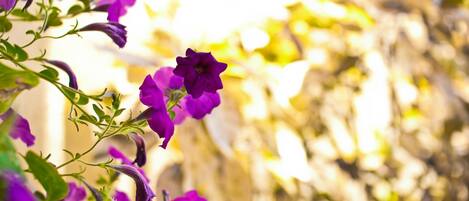A close-up of purple flowers with a blurred background.