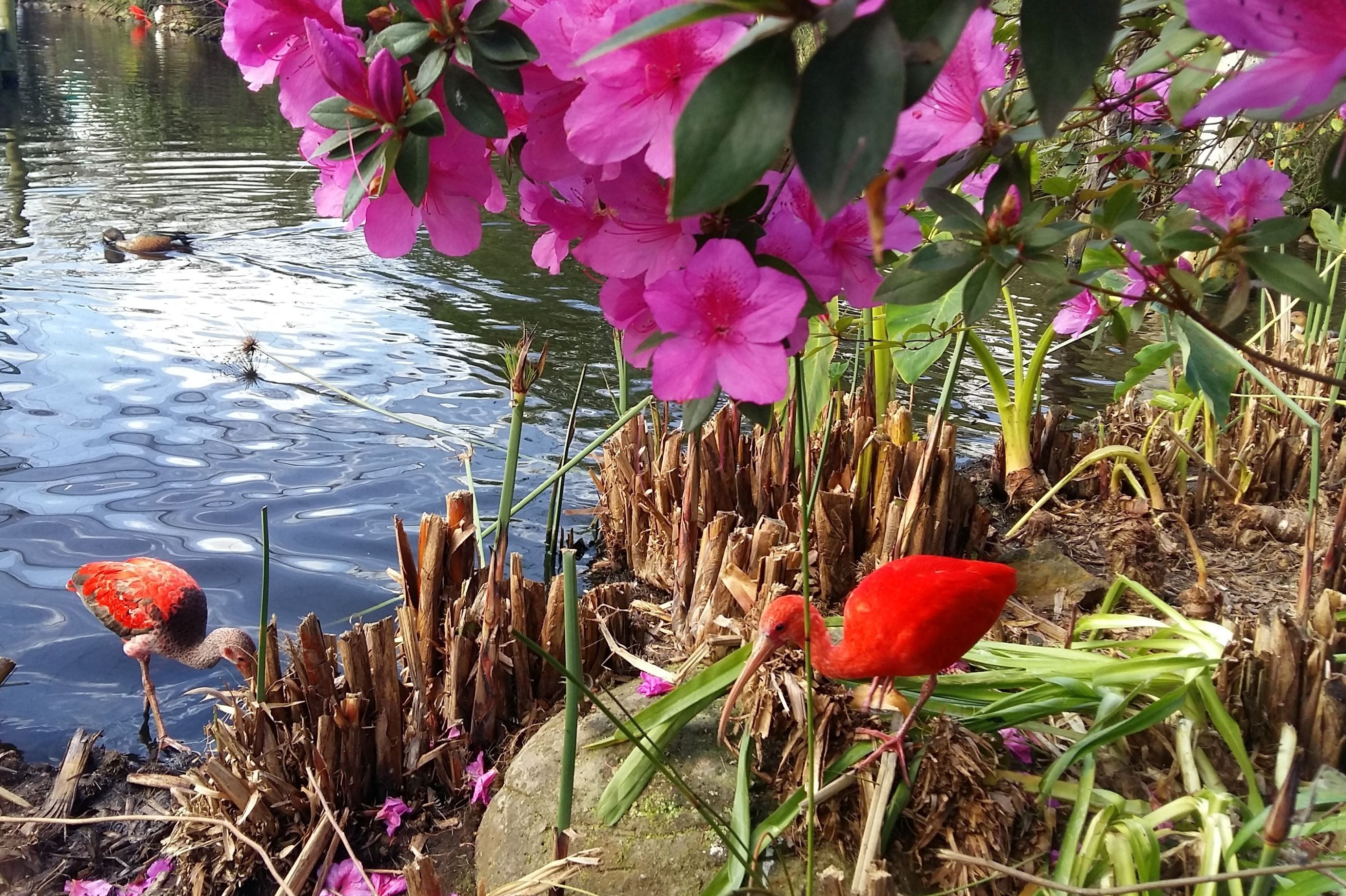 Een vijver met roze bloemen en twee vogels, één rood en één bruin, in de buurt van de waterlijn.