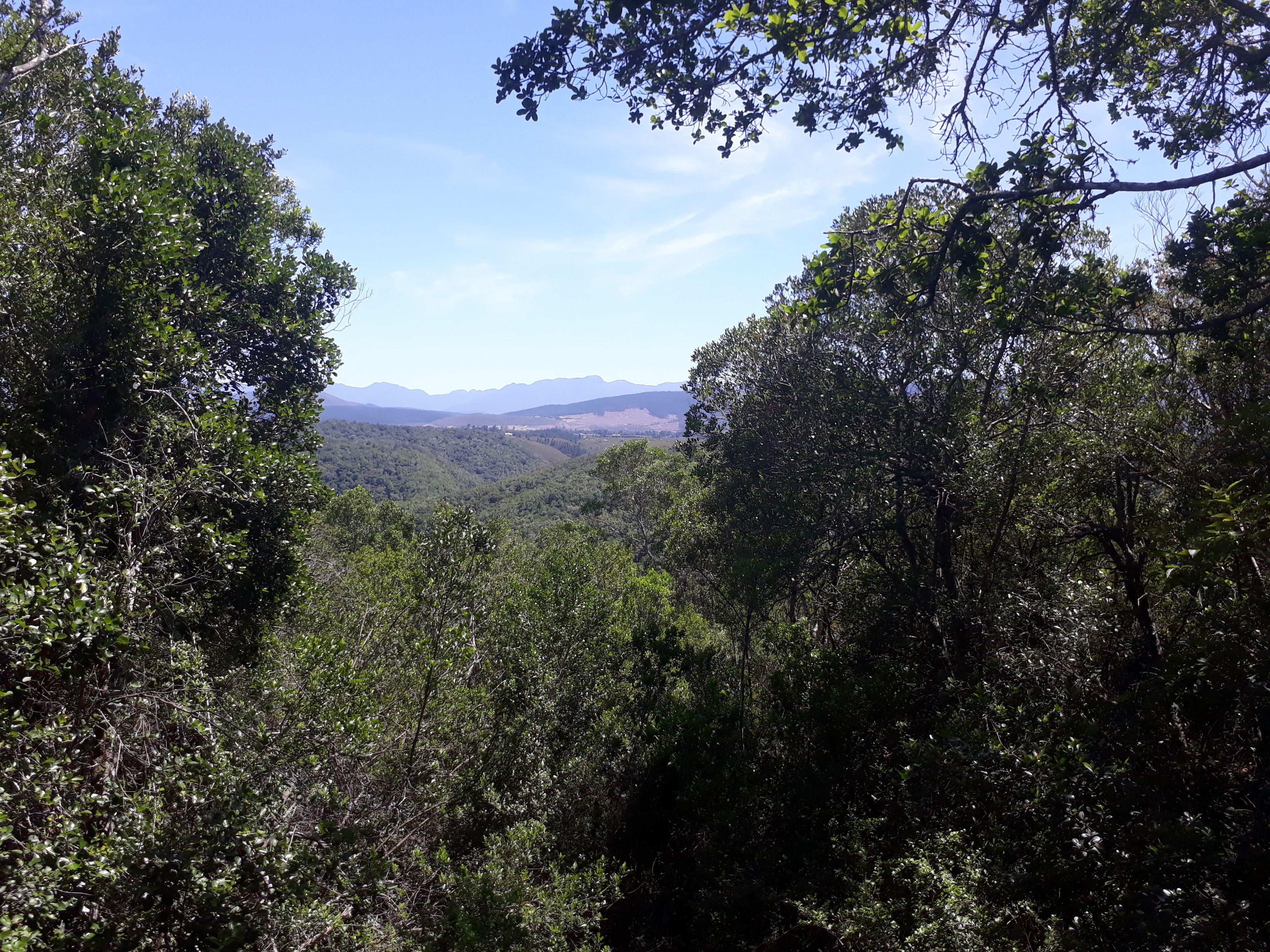 A dense forest with a clear view of distant mountains.