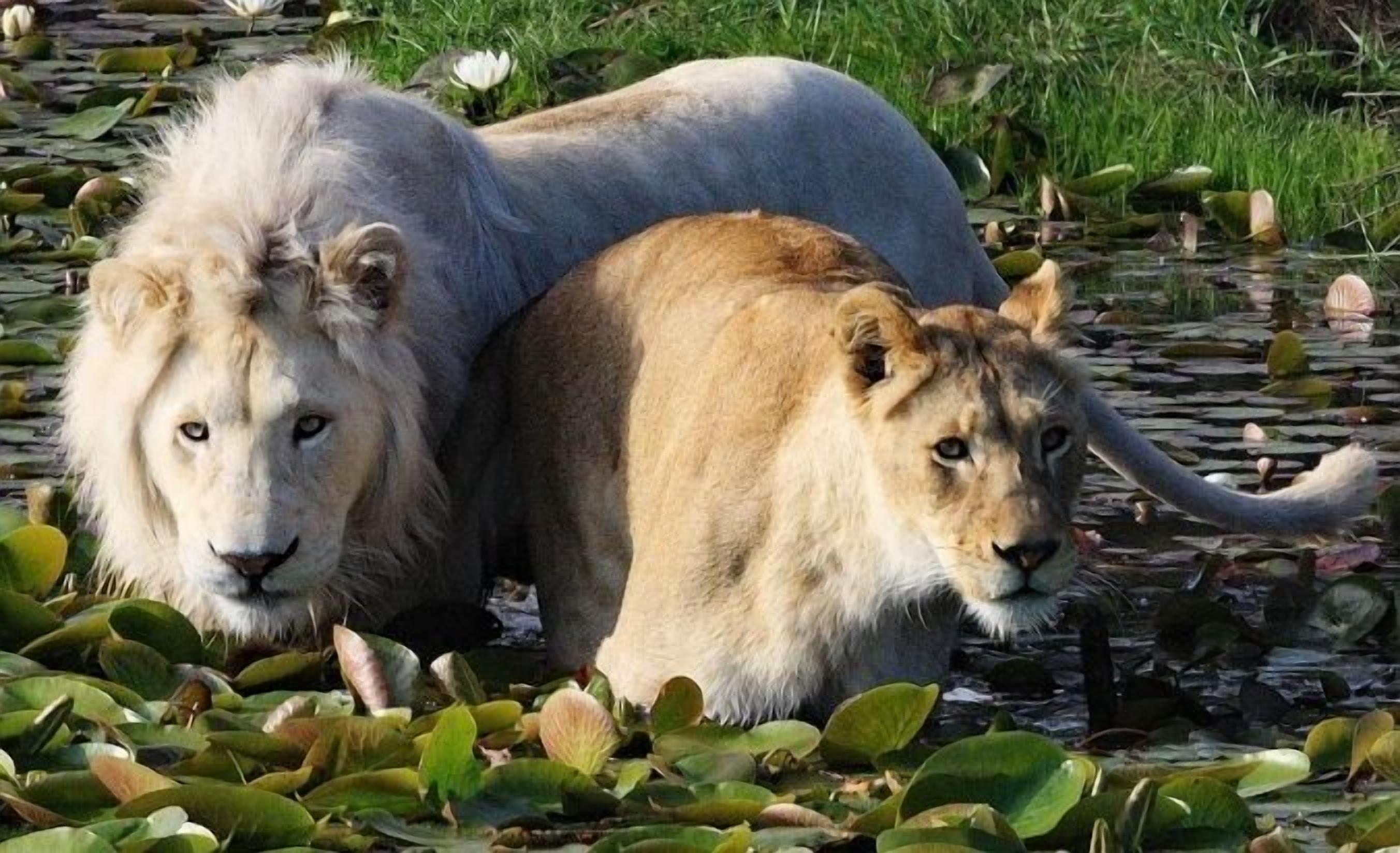 Two lions in a natural water setting with lily pads.