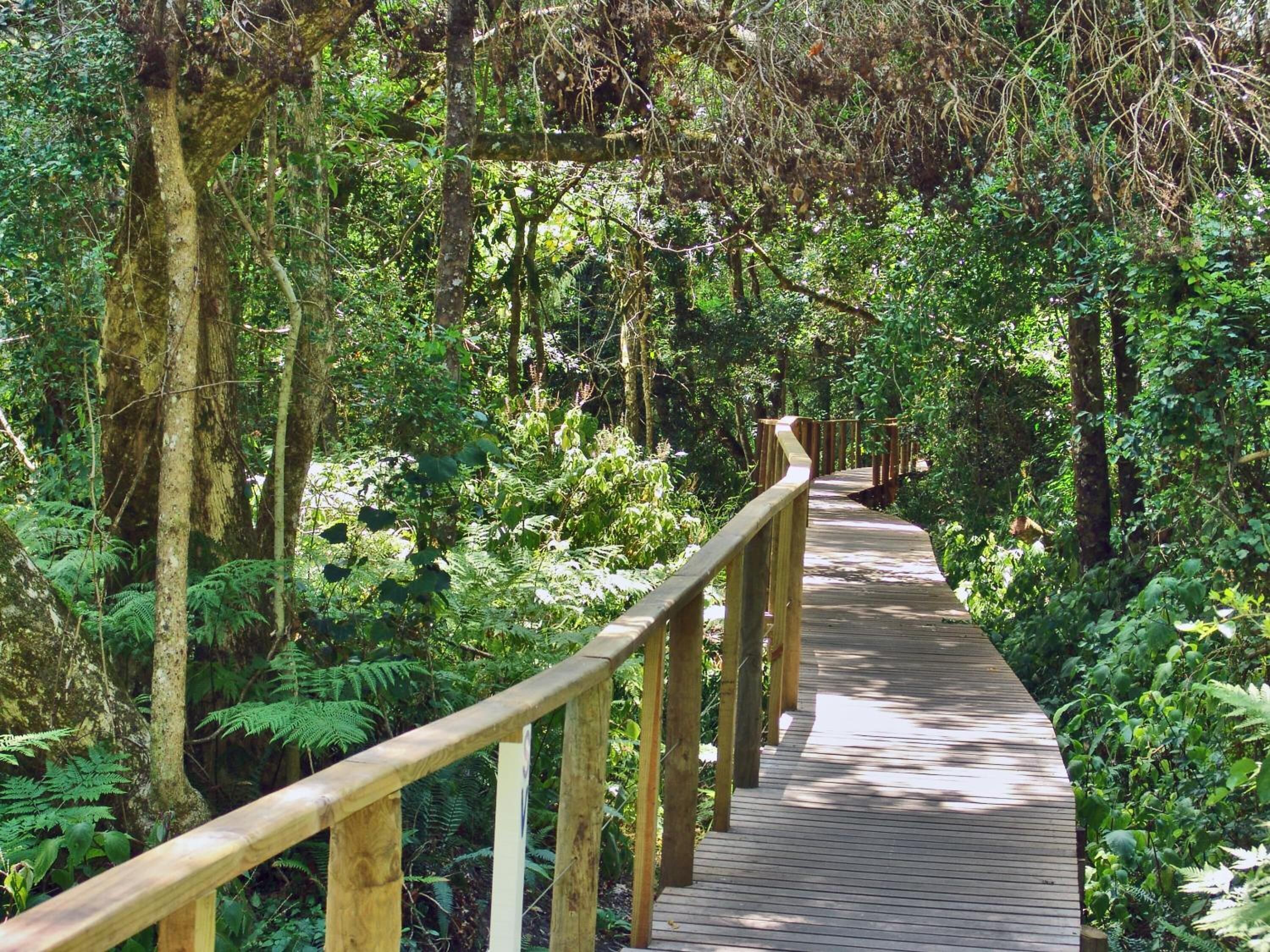 Una pasarela de madera serpentea por un bosque frondoso con helechos y árboles.