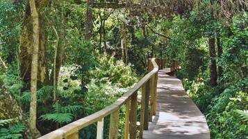 Una pasarela de madera serpentea por un bosque frondoso con helechos y árboles.