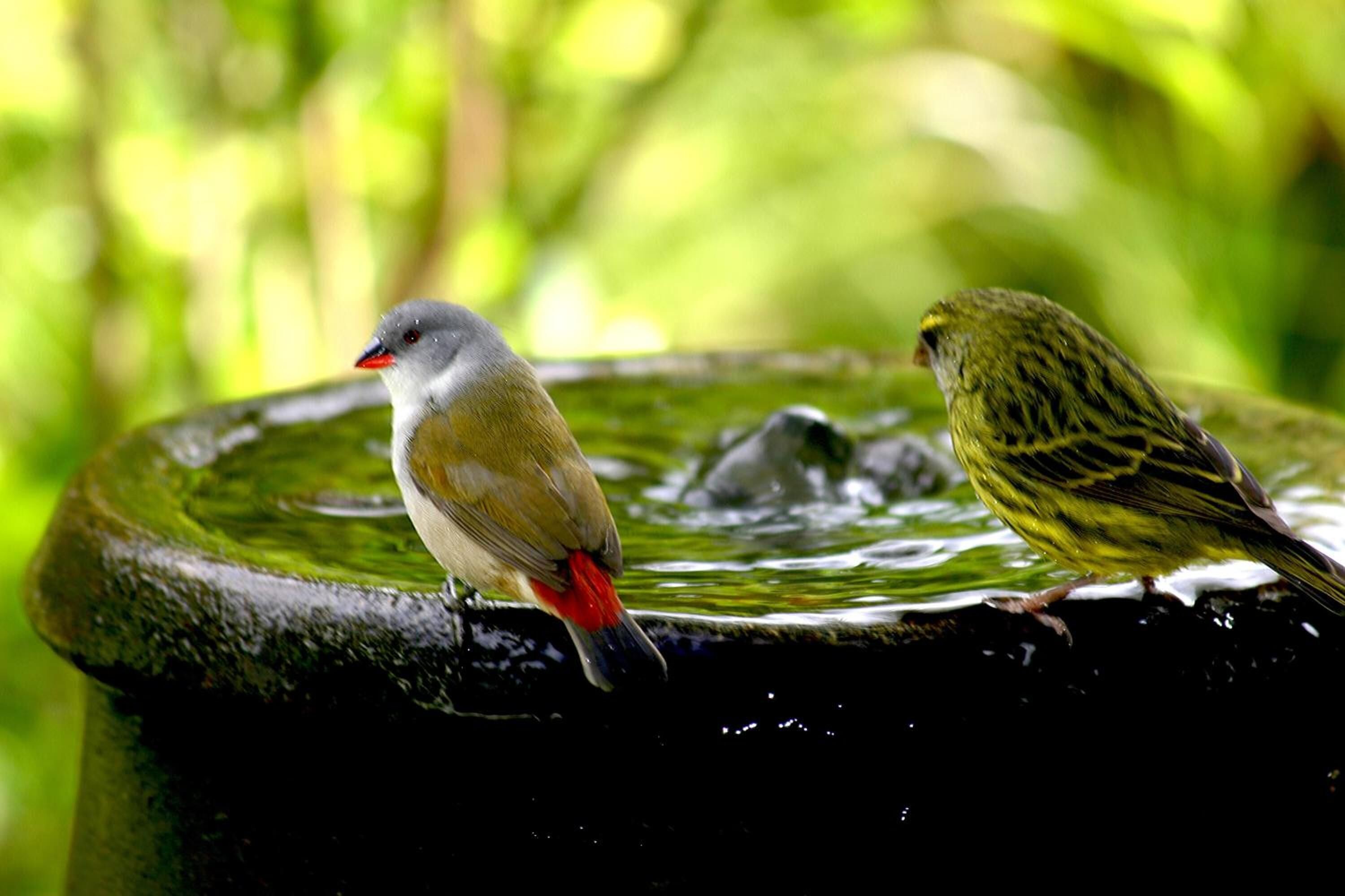 Two birds perched on a water feature.