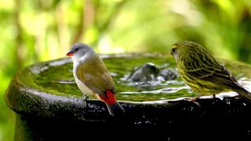 Two birds perched on a water feature.