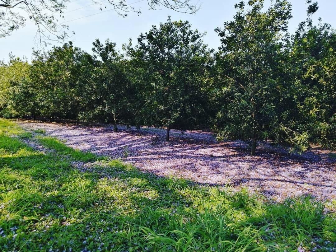 A garden area with trees and a gravel path.