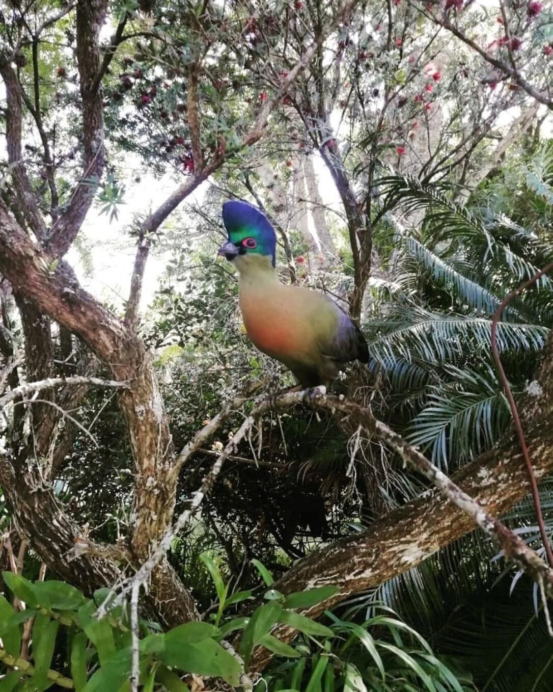 Un uccello appollaiato su un ramo circondato da fitta vegetazione.