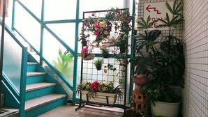 A staircase with teal steps leading to a room with a grid wall and hanging planters.