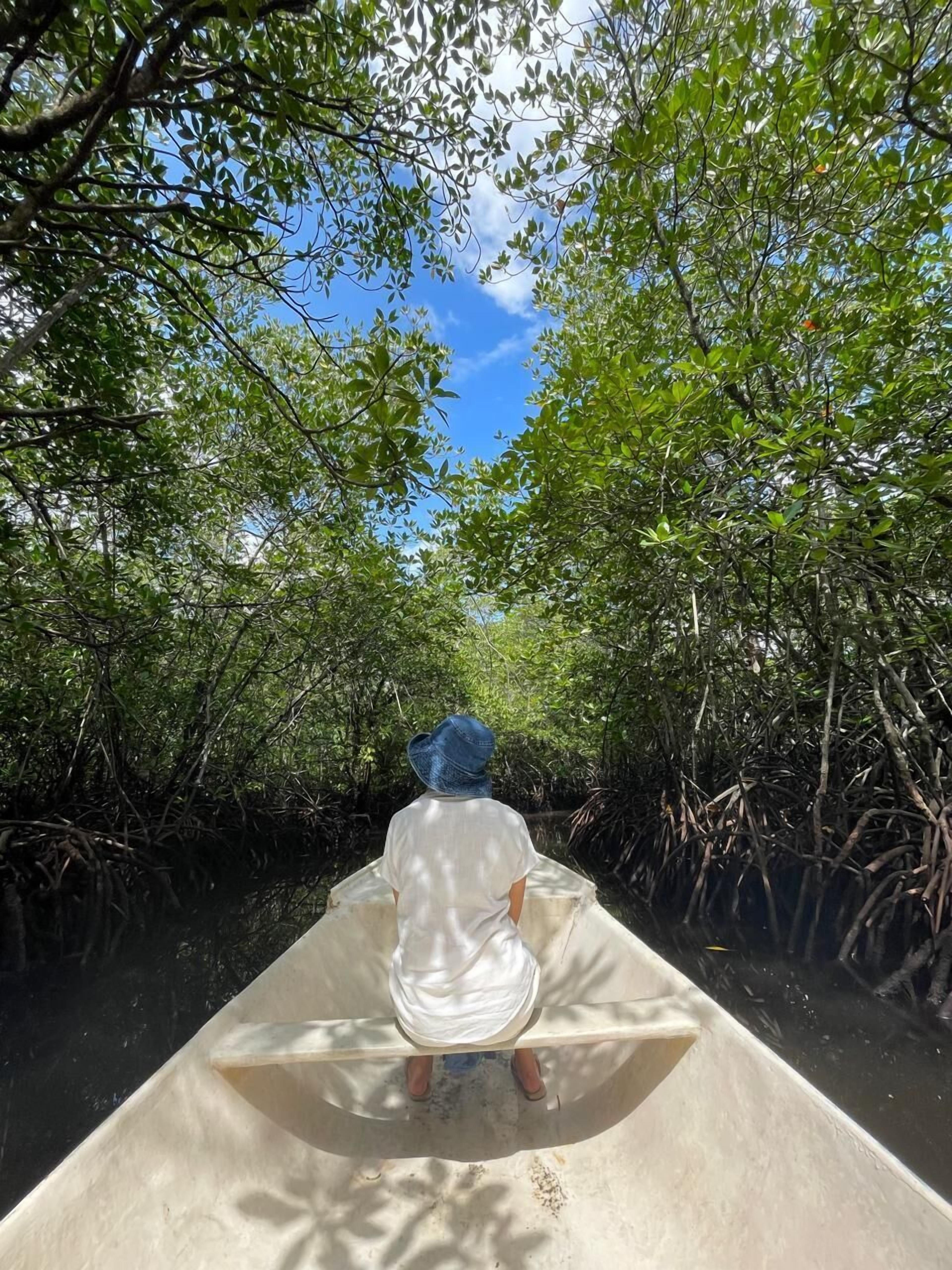 A person in a boat navigating through a mangrove forest.