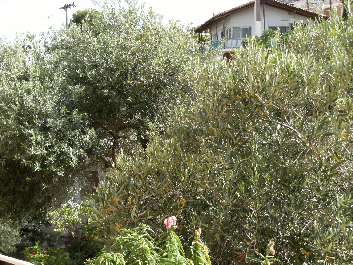 Foto - Katerina Hotel