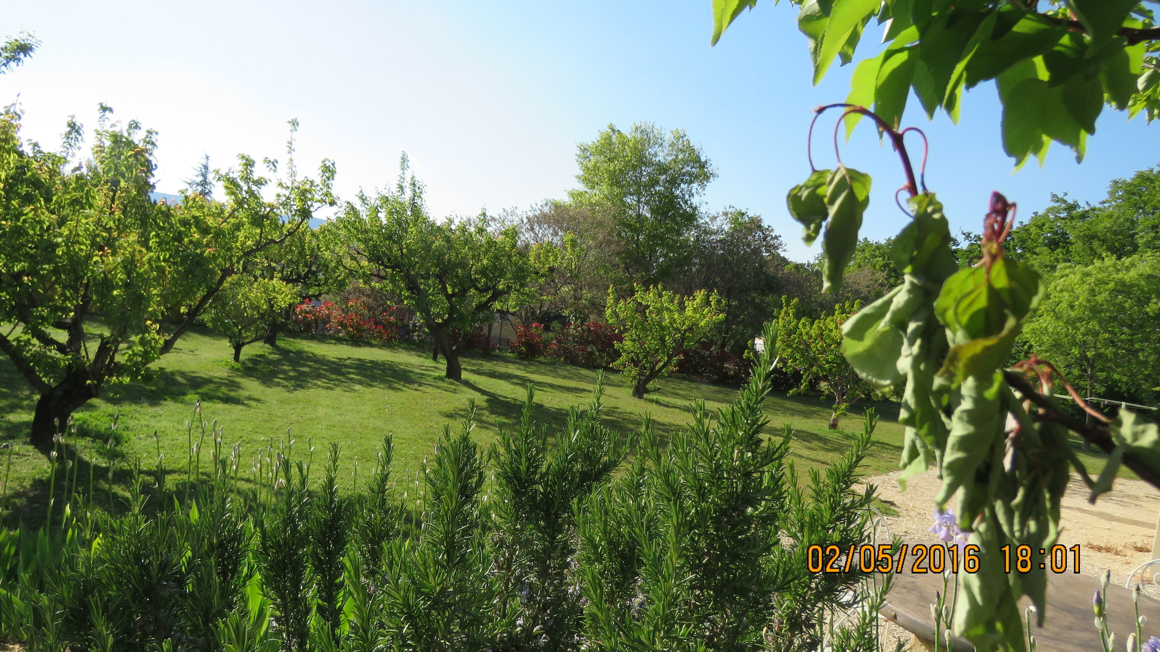 Un jardín con varios árboles y arbustos, césped y una valla de madera.