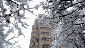 Een hoog gebouw met veel ramen, deels verborgen achter met sneeuw bedekte takken.