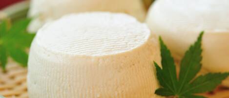 Three cylindrical white cheese wheels on a woven mat with green leaves.