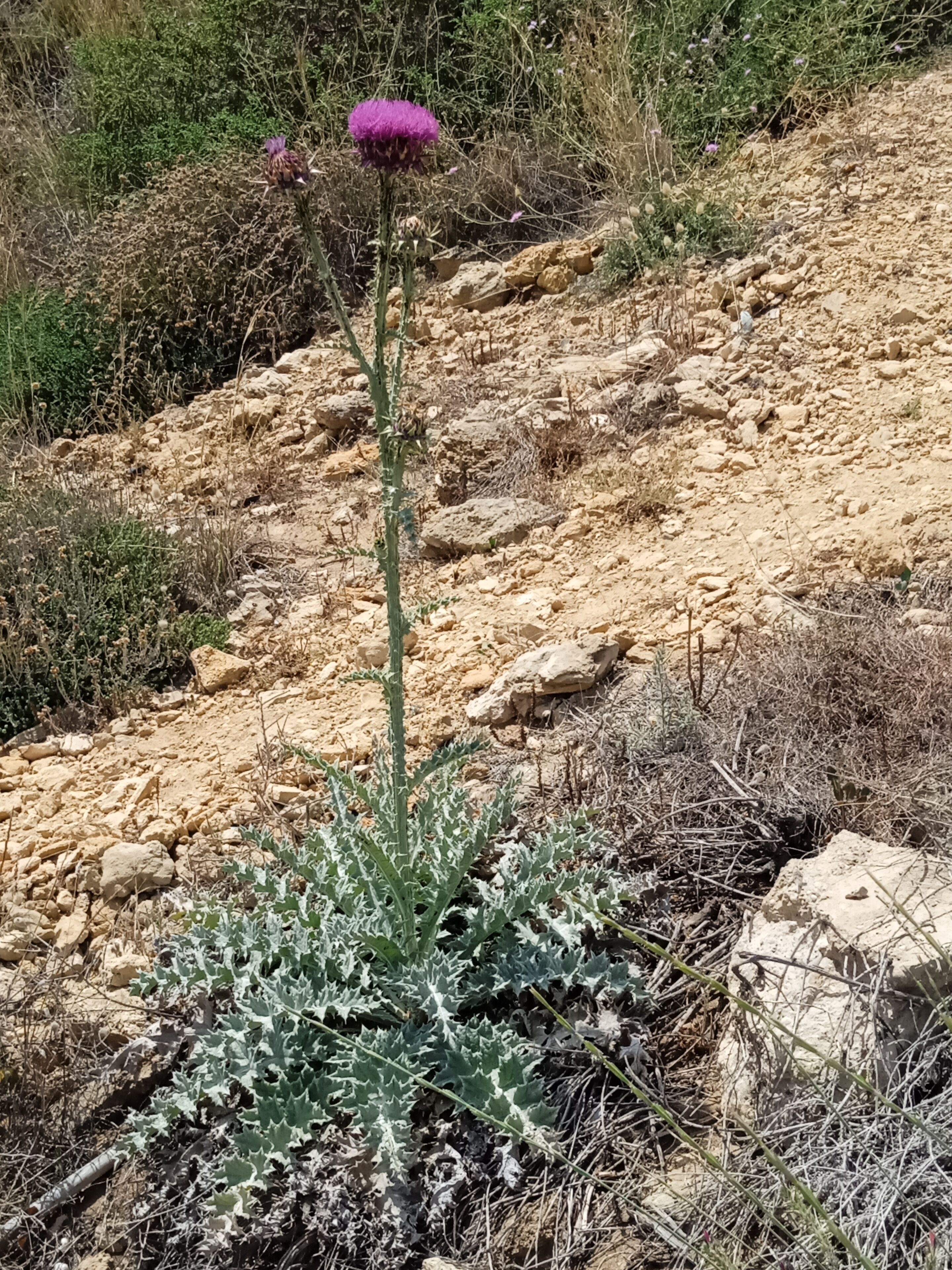 Foto - Ilona Apartments Chania