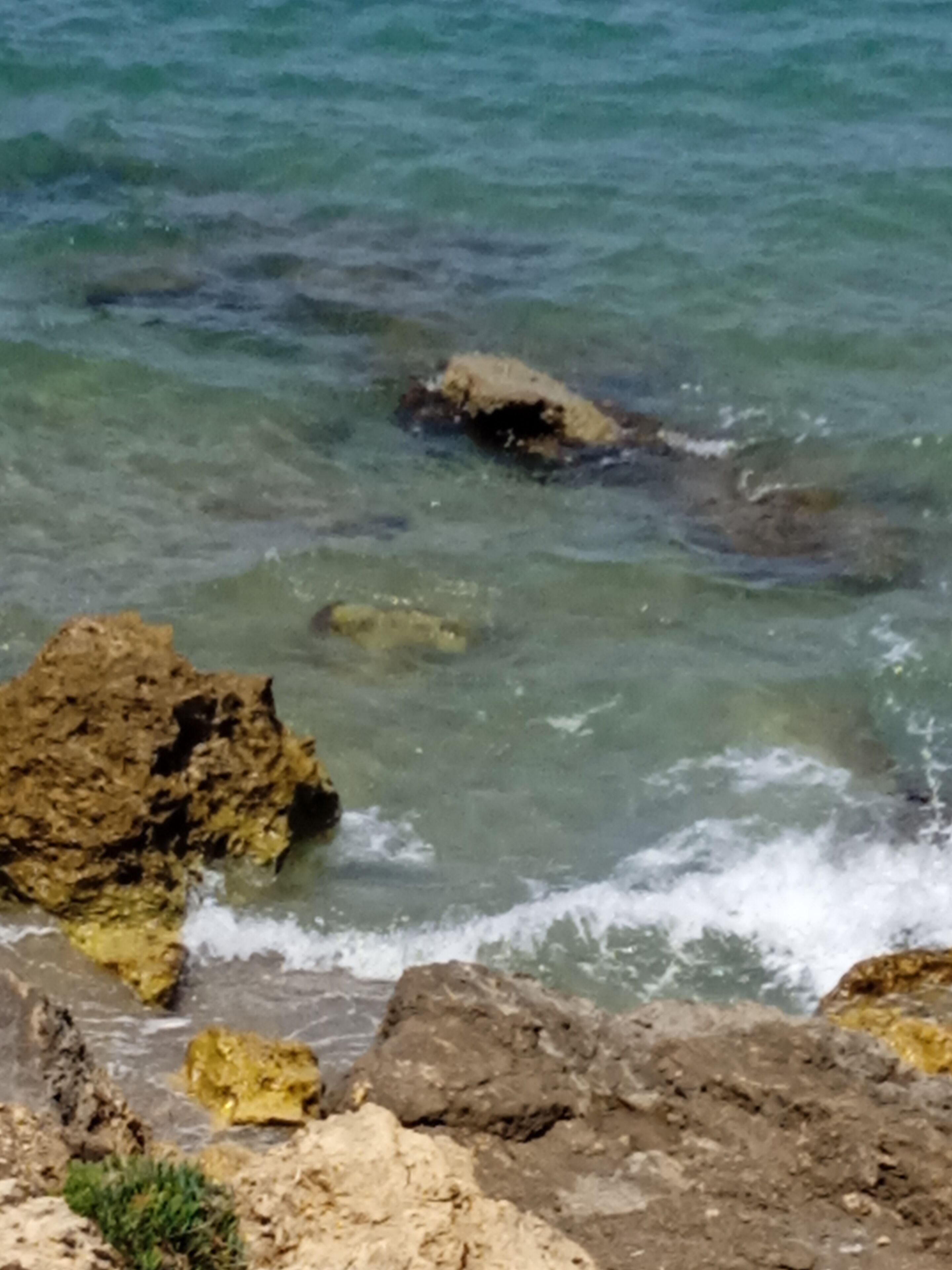 A coastal scene with clear water, rocks, and a small patch of greenery.