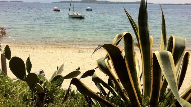 Ein Strand mit Booten auf dem Wasser und Kakteen im Vordergrund.