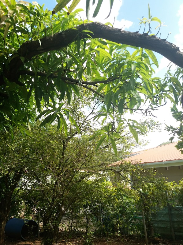 Property grounds - Celestial Vacation Home (Gros Islet)