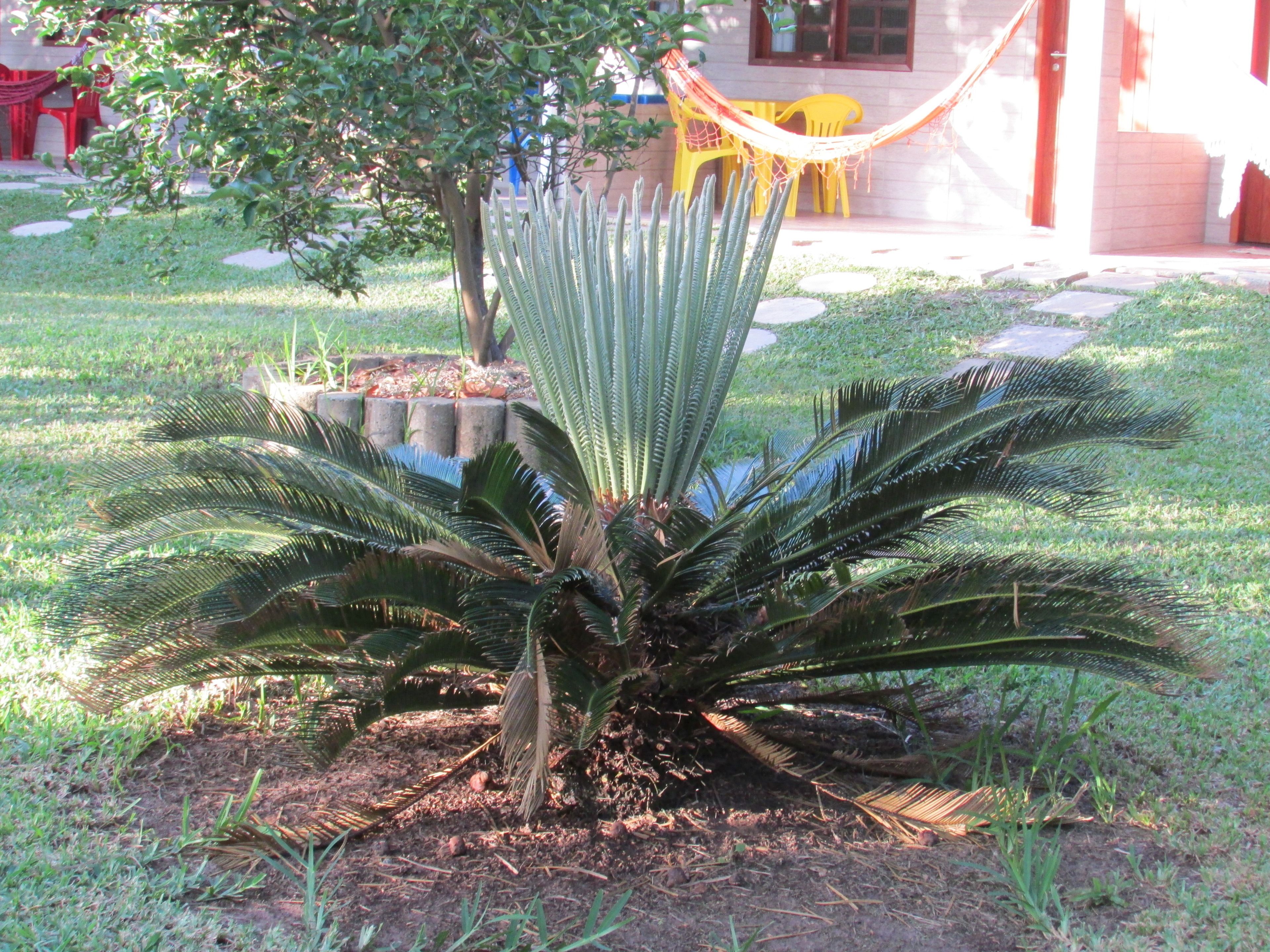 A garden with a large palm-like plant, a hammock, and a building with a red door in the background.