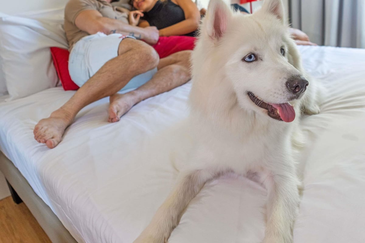 Appartement Standard, 1 lit double | Minibar, coffres-forts dans les chambres, bureau, rideaux occultants