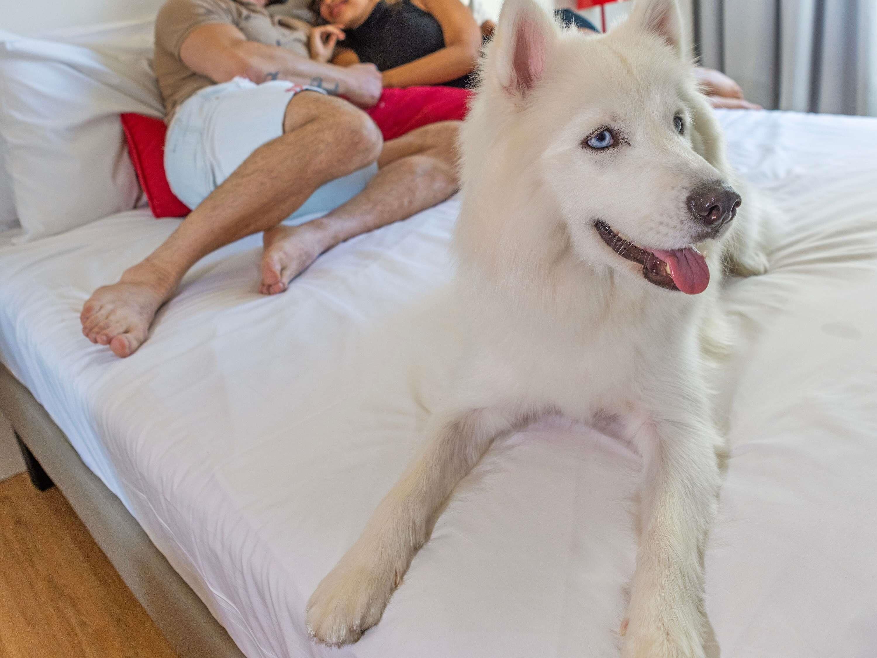 Una cama con un perro blanco acostado encima.