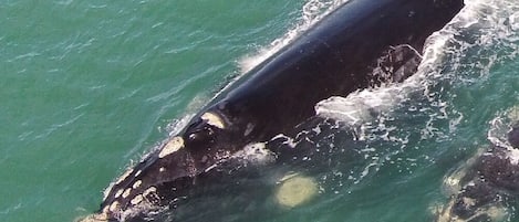 A large whale in the ocean.
